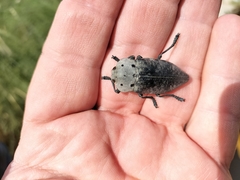 Capnodis
