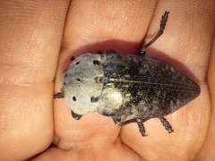 Capnodis