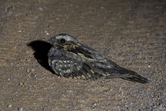 Caprimulgus rufigena