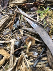 Psathyrella echinata