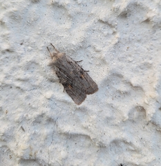 Lithophane antennata