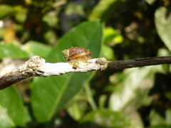 Succinea meridionalis