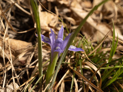 Iris ruthenica