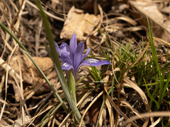 Iris ruthenica