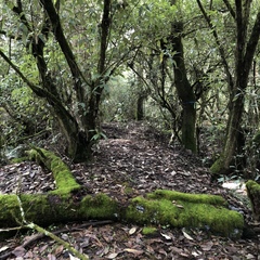 Psathyrella echinata