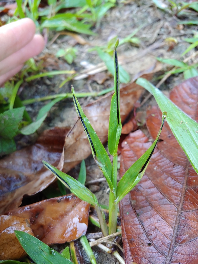 Myriogenospora
