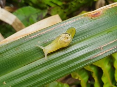 Parmellops perspicuus