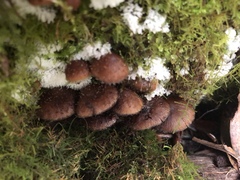 Psathyrella echinata
