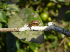 Succinea meridionalis