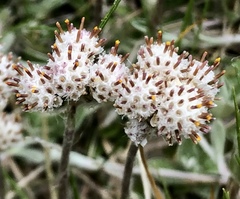 Antennaria neglecta