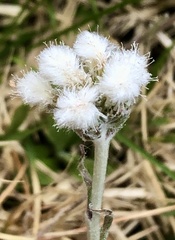 Antennaria neglecta