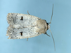 Proteuxoa hypochalchis