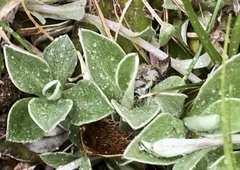 Antennaria neglecta