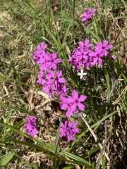Phlox amoena