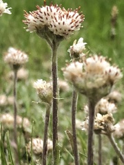 Antennaria neglecta
