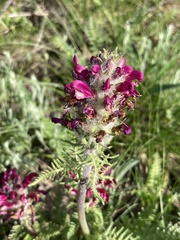 Pedicularis dasystachys