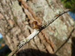 Succinea meridionalis