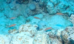 Paracheilinus octotaenia