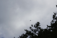 Corvus macrorhynchos colonorum