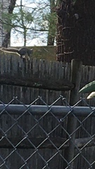 Sciurus carolinensis