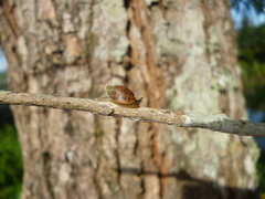 Succinea meridionalis