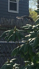 Sciurus carolinensis