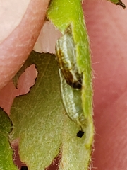 Operophtera fagata
