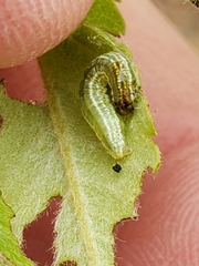 Operophtera fagata