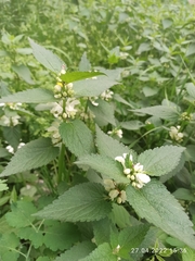 Lamium album