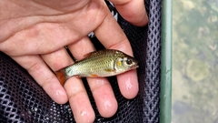 Systomus orphoides