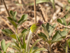Pulsatilla chinensis