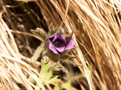 Pulsatilla chinensis