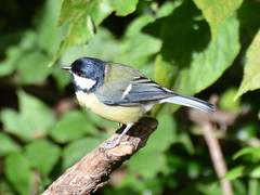 Parus major