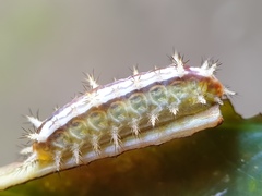 Limacodidae