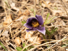 Pulsatilla chinensis