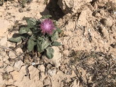 Centaurea raphanina