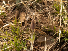Pulsatilla chinensis