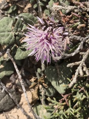 Centaurea raphanina