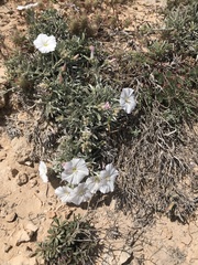 Convolvulus lineatus