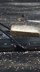 Turdus migratorius