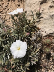 Convolvulus lineatus