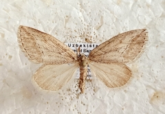 Habermania oxygonaria