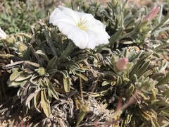 Convolvulus lineatus
