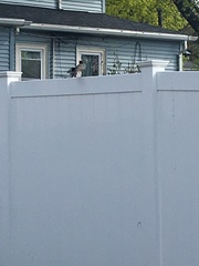 Turdus migratorius