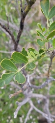 Dermatophyllum