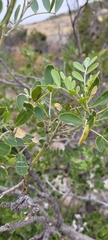 Dermatophyllum