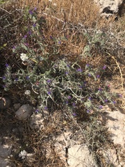 Echium angustifolium