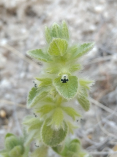 Image of Sideritis lanata by (c) Ben Costamagna, some rights reserved (CC BY)