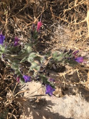 Echium angustifolium