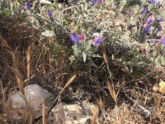 Echium angustifolium